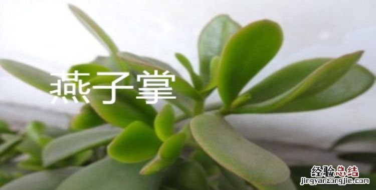 燕子掌和玉树的区别