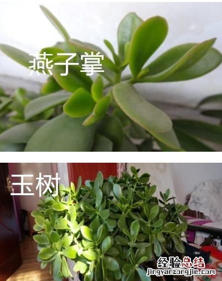 燕子掌和玉树的区别