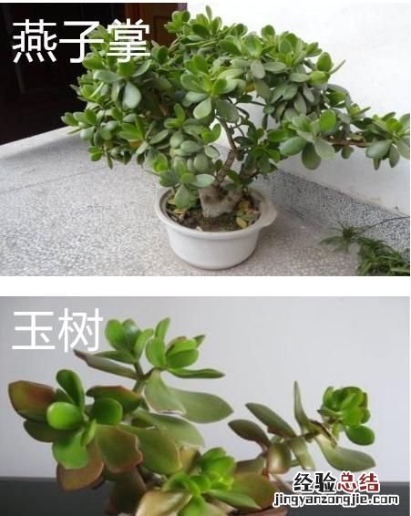 燕子掌和玉树的区别