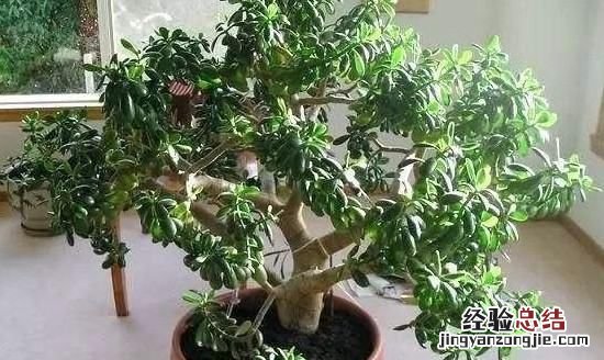 燕子掌和玉树的区别