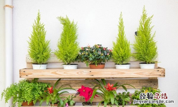 燕子掌和玉树的区别
