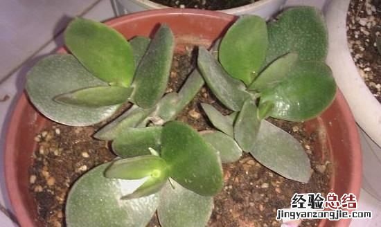 燕子掌和玉树的区别