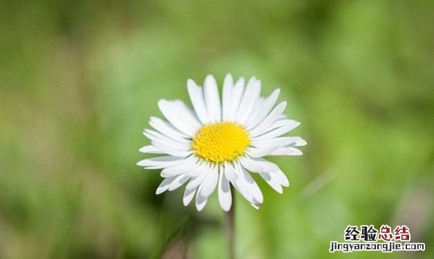 雏菊的花语和寓意