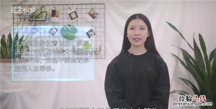 天堂鸟花语,黄金鸟的花语