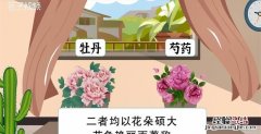 芍药和牡丹的区别，芍药和牡丹都在家院里好不好