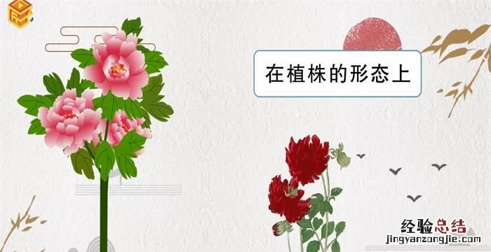 芍药和牡丹的区别,芍药和牡丹都在家院里好不好