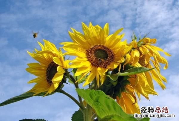 向日葵的寓意，蒙古包一文中向日葵的寓意