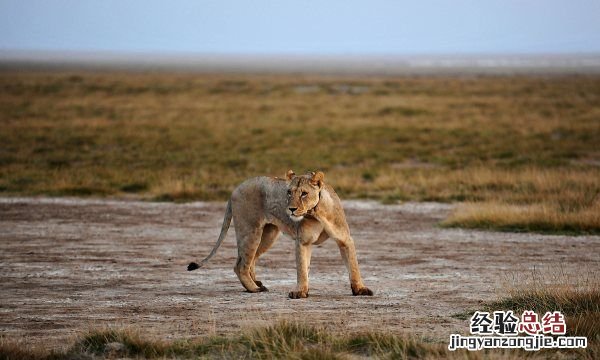 老虎的生活方式