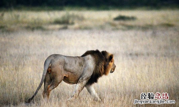 老虎的生活方式