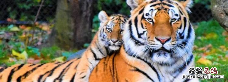 老虎的生活方式