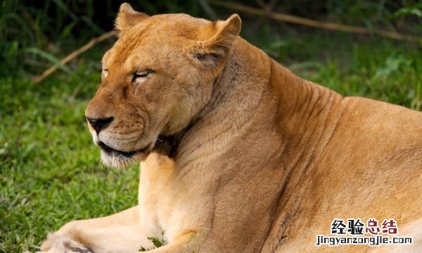 老虎的生活方式