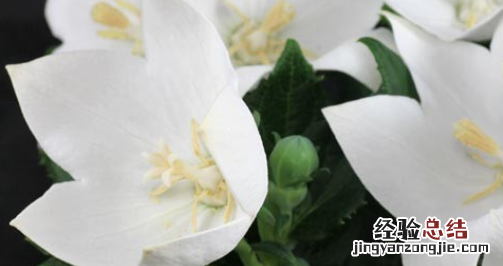 白色桔梗花语是什么，白色洋桔梗花语是什么