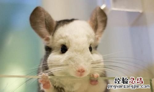 龙猫究竟是什么?是猫还是老鼠呢