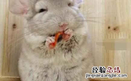 龙猫究竟是什么?是猫还是老鼠呢
