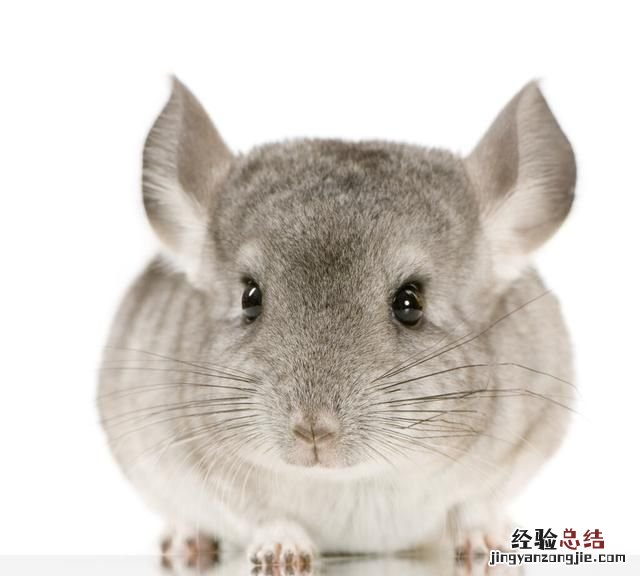 龙猫究竟是什么?是猫还是老鼠呢