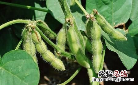 五谷是哪五种粮食，五谷是指哪几种粮食