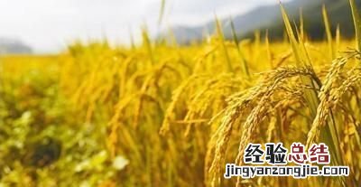 五谷是哪五种粮食，五谷是指哪几种粮食