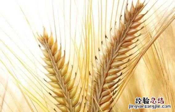 五谷是哪五种粮食，五谷是指哪几种粮食