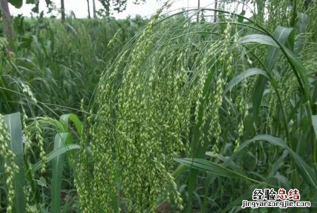 五谷是哪五种粮食，五谷是指哪几种粮食