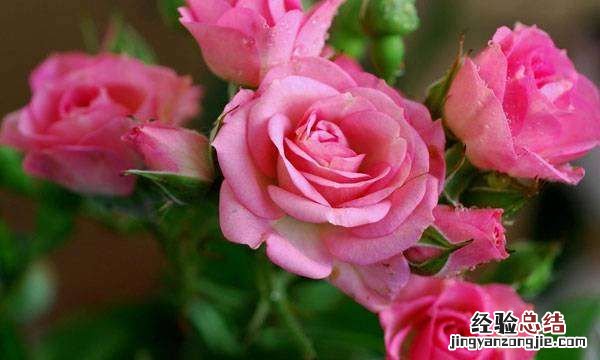 粉色玫瑰花语