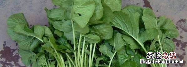 豌菜头又叫什么