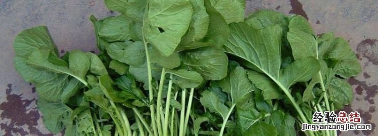 豌菜头又叫什么