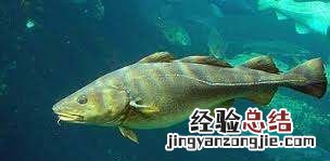 麦香鱼是什么鱼,麦香鱼中抹的那种酱是什么酱酸酸的感觉