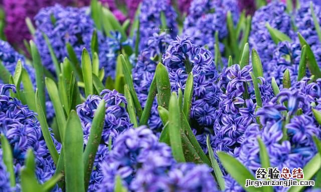 秋天适合种什么花,秋天适合种什么花和树