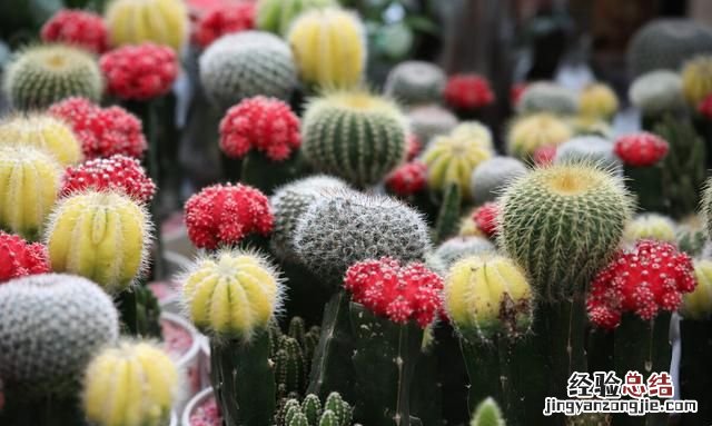 秋天适合种什么花,秋天适合种什么花和树