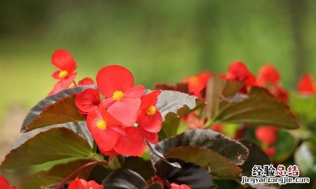 秋天适合种什么花,秋天适合种什么花和树