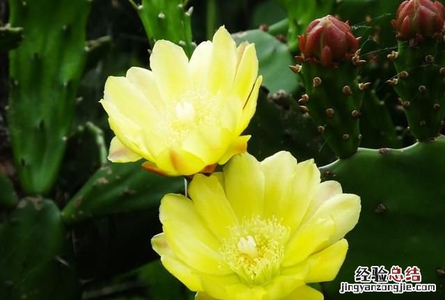 秋天适合种什么花,秋天适合种什么花和树