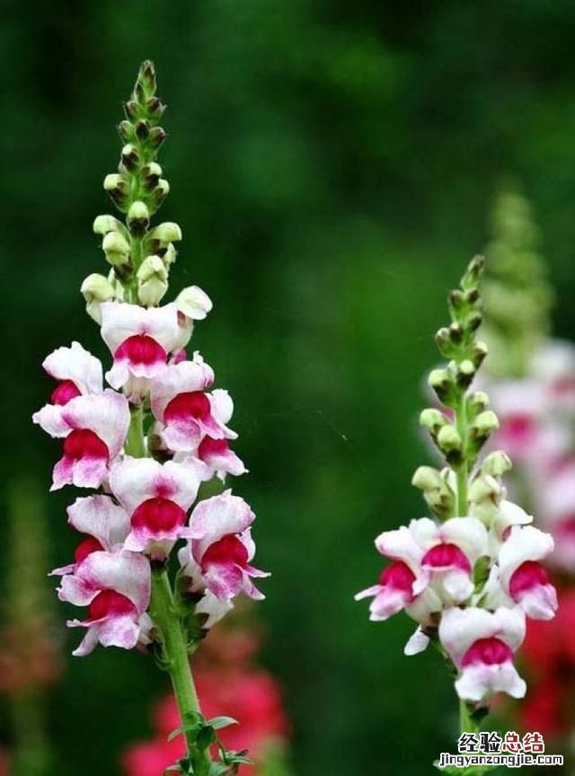 秋天适合种什么花,秋天适合种什么花和树