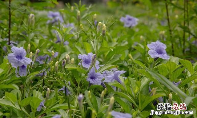 秋天适合种什么花,秋天适合种什么花和树
