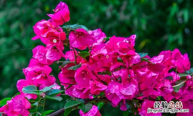 秋天适合种什么花,秋天适合种什么花和树