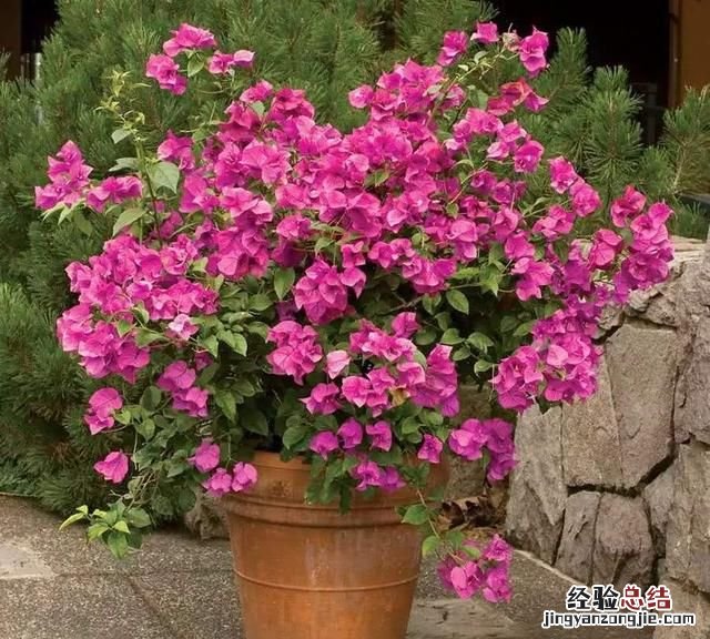 秋天适合种什么花,秋天适合种什么花和树