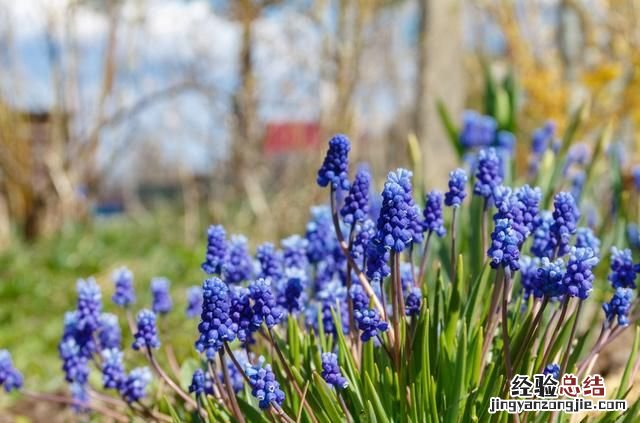 秋天适合种什么花,秋天适合种什么花和树