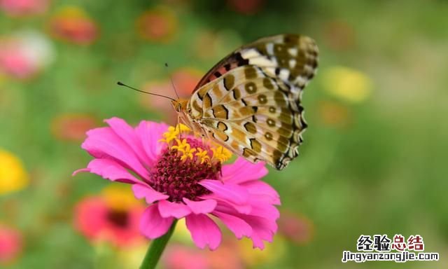秋天适合种什么花,秋天适合种什么花和树