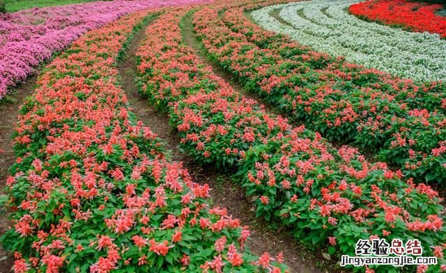 秋天适合种什么花,秋天适合种什么花和树