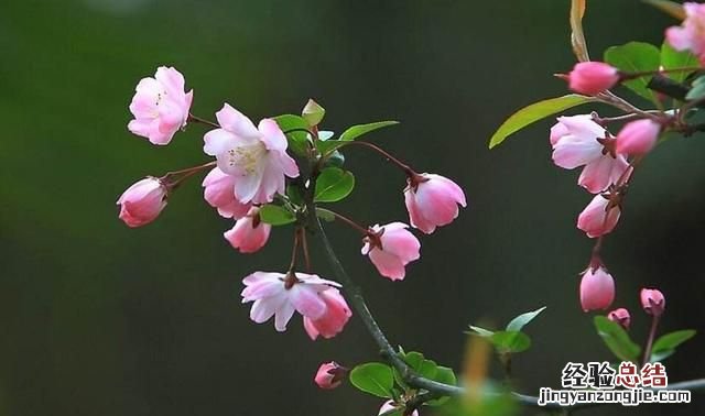 秋天适合种什么花,秋天适合种什么花和树