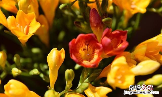 秋天适合种什么花,秋天适合种什么花和树