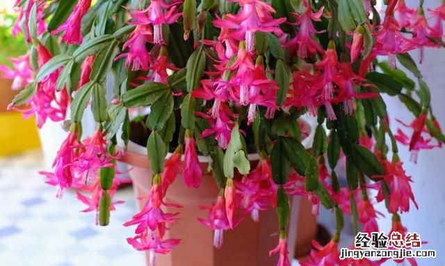 秋天适合种什么花,秋天适合种什么花和树