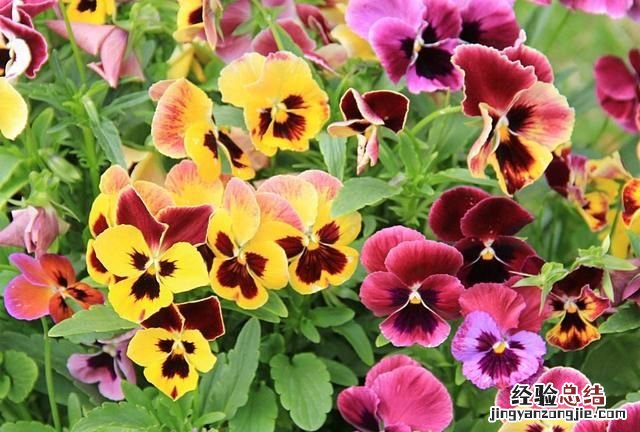 秋天适合种什么花,秋天适合种什么花和树