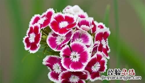 秋天适合种什么花,秋天适合种什么花和树