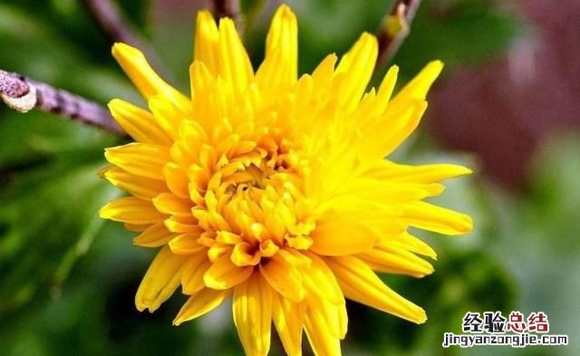 秋天适合种什么花,秋天适合种什么花和树