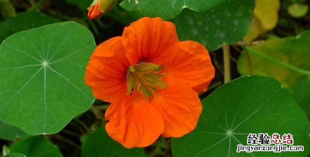 秋天适合种什么花,秋天适合种什么花和树