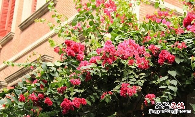 秋天适合种什么花,秋天适合种什么花和树