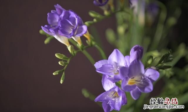 秋天适合种什么花,秋天适合种什么花和树