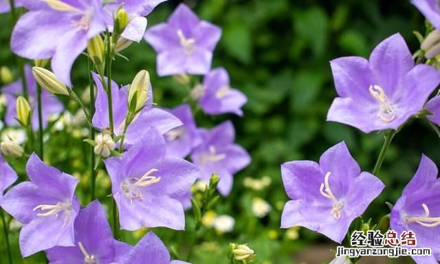 秋天适合种什么花,秋天适合种什么花和树