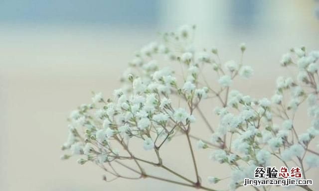 秋天适合种什么花,秋天适合种什么花和树