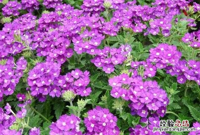 秋天适合种什么花,秋天适合种什么花和树